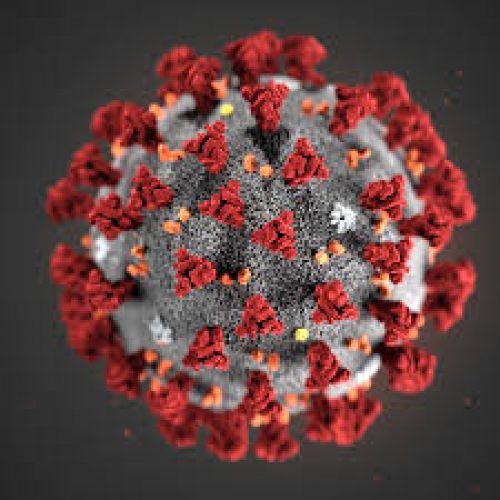 coronavirus coronavirus